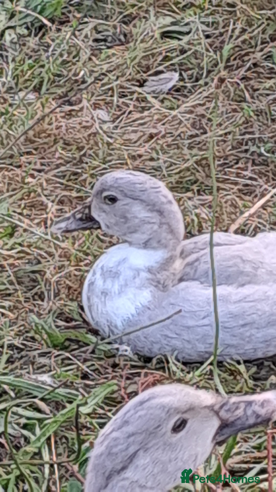 Ducks poultry for sale: Muscovy ducklings, unsexed - Image 3