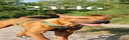 Rhodesian Ridgeback dogs for stud: Beautiful Rhodesian Ridgeback to Stud  in Lightwater - Advert 13