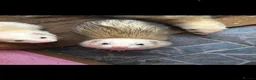 Ferret rodents for sale: Ferrets for sale  - Advert 5