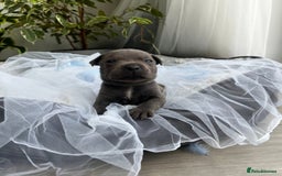 Staffordshire Bull Terrier dogs for sale: Staffordshire bull terrier  - Image 3
