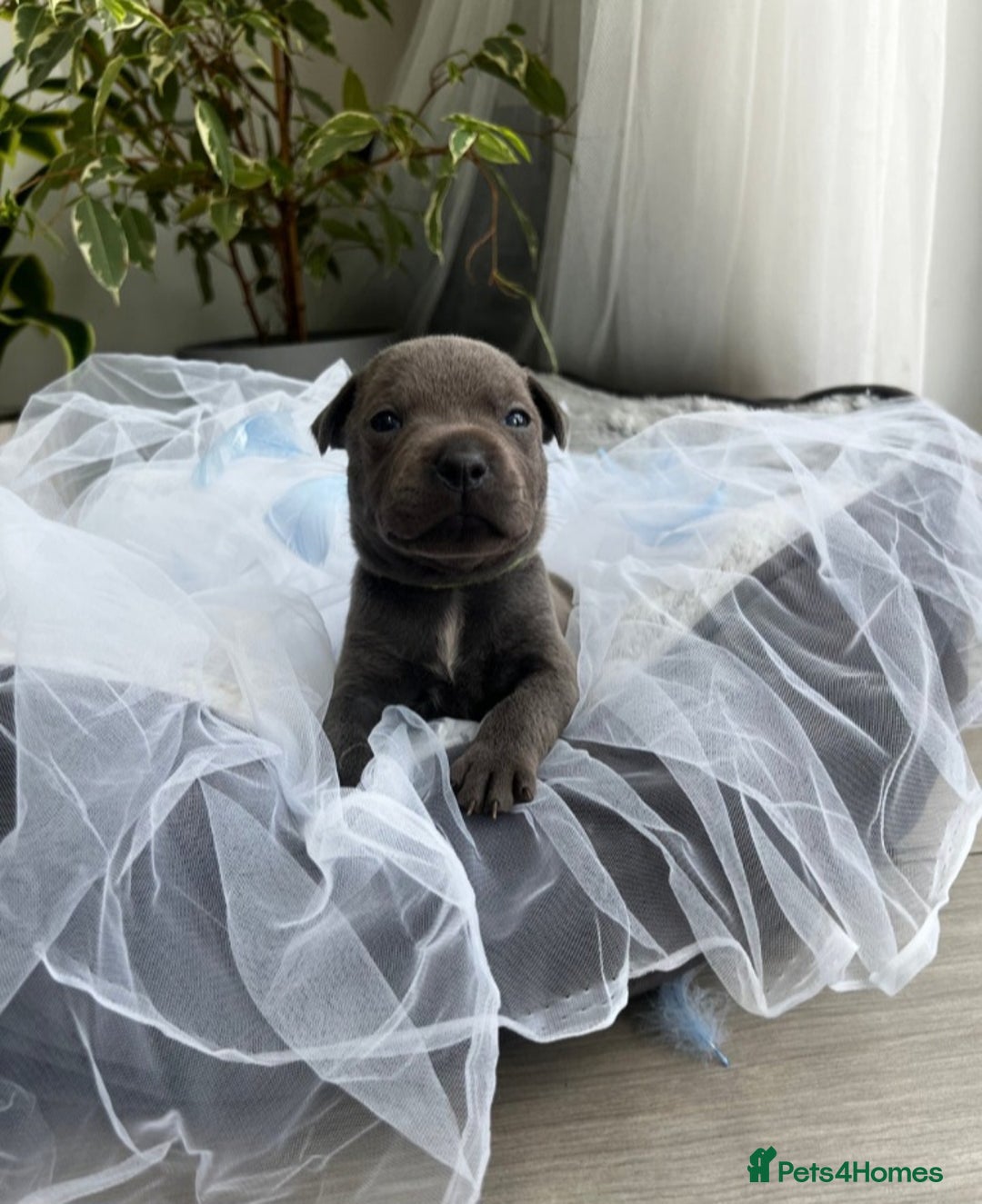 Staffordshire Bull Terrier dogs for sale: Staffordshire bull terrier  - Image 3