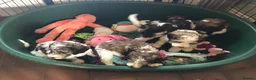 Mixed Breed dogs for sale: Rare Parti Colour CockalierPoos 5* breeder of 25yr - Advert 11