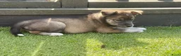 Mixed Breed dogs for sale: Labradoodle × Siberian Husky Puppies - Advert 19