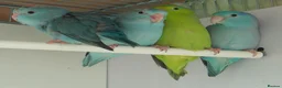 Parrots birds for sale: Amazos/Parakeets/Parrots available  - Advert 4