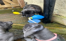 Mixed Breed dogs for sale: Cane corso/Great Dane puppies for sale ✨✨ - Image 14