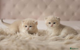 British Shorthair cats for sale: Chubby Golden Blue BSH girls - Image 7