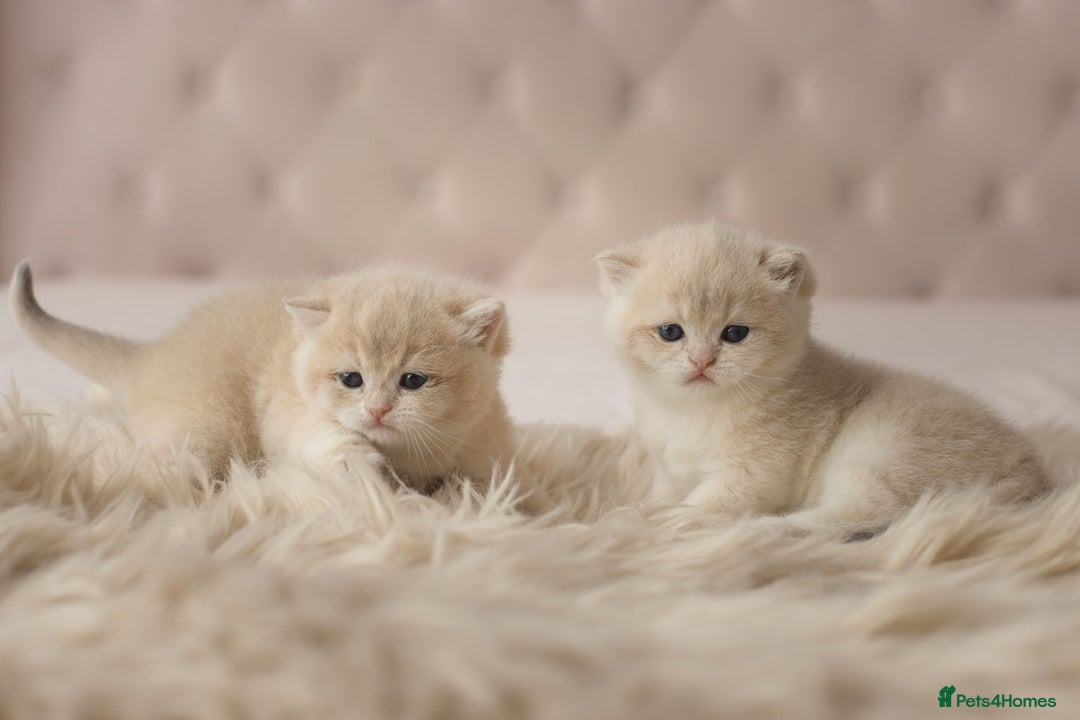 British Shorthair cats for sale: Chubby Golden Blue BSH girls - Image 7
