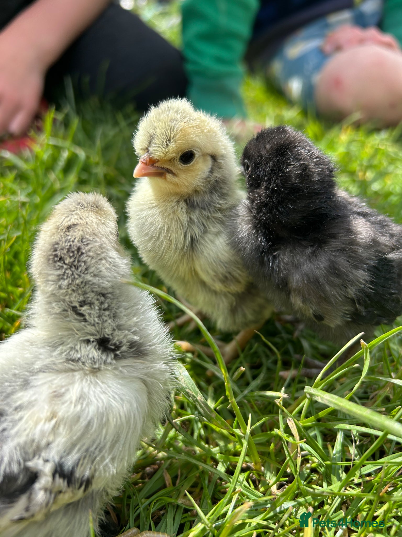 Chickens poultry Day old chicks, hatching eggs, runner ducklings - Advert 1