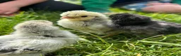 Chickens poultry for sale: Day old chicks, hatching eggs, runner ducklings - Advert 1