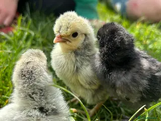 Chickens poultry Day old chicks, hatching eggs, runner ducklings - Advert 1