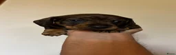 Dachshund dogs for sale: Wirehaired Dachshund standard KC registered - Advert 11