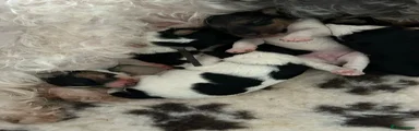 Fox Terrier 2