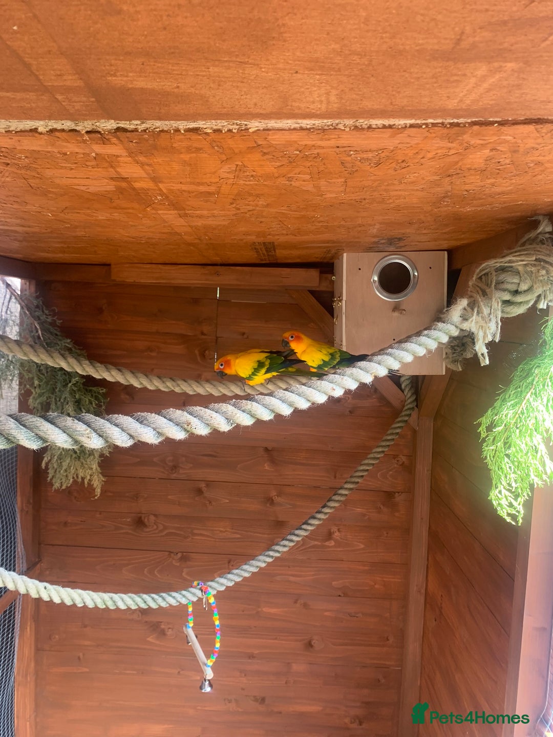 Conures birds for sale: Proven pair sun conures  - Advert 3
