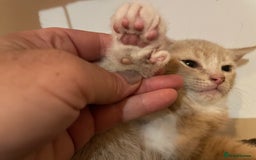 Mixed Breed cats for sale: Beautiful calico/ginger polydactyl kittens - Image 6