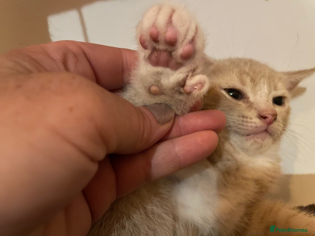 Mixed Breed cats for sale: Beautiful calico/ginger polydactyl kittens - Image 6