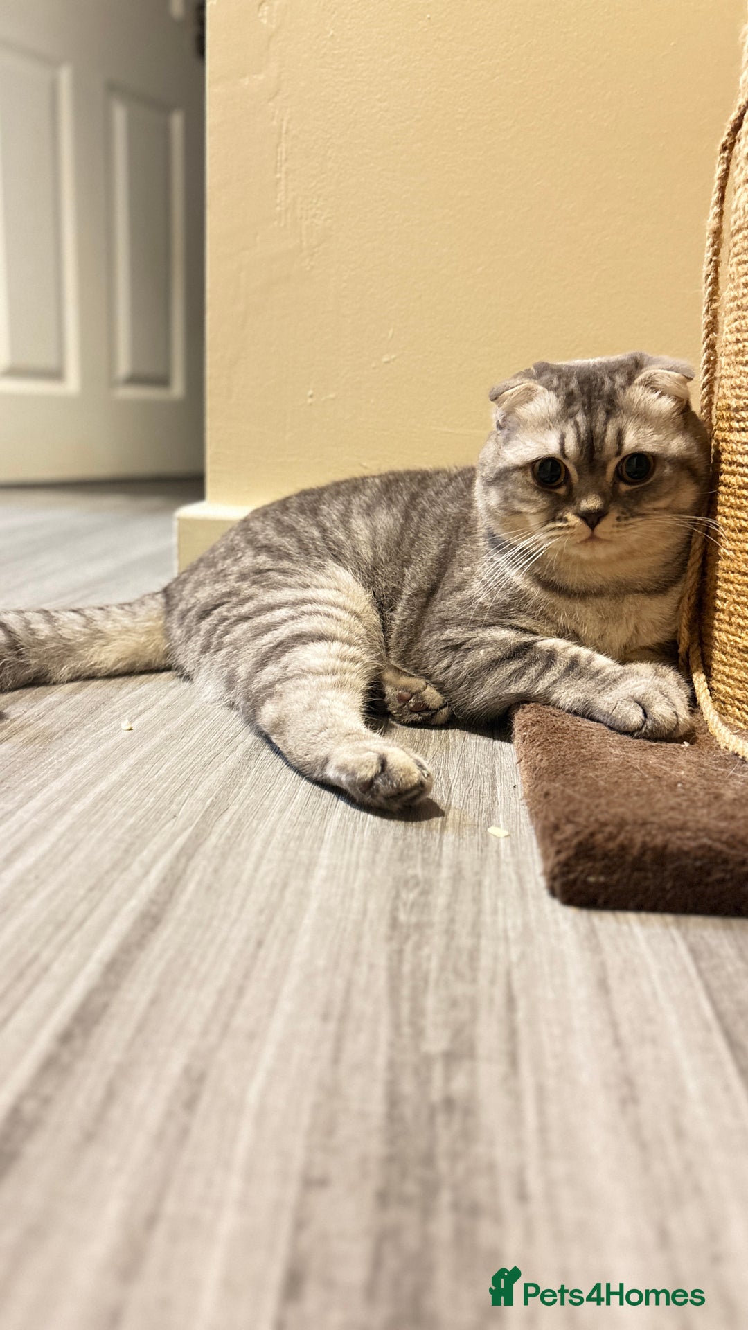 Scottish Fold cats for stud: Beautiful Scotish fold boy for stud  - Advert 2