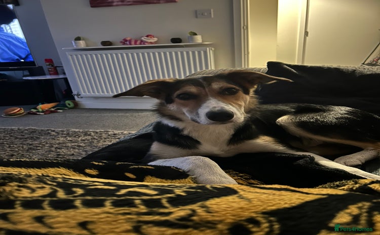 Border Collie dogs - Advert 9