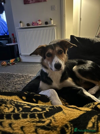 Border Collie dogs - Advert 11