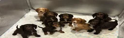 Cocker Spaniel dogs for sale: Working cocker spaniels  - Advert 3