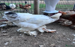 Hens poultry for sale: Rare Buff Brahma Boys-calm and stunning - Image 2