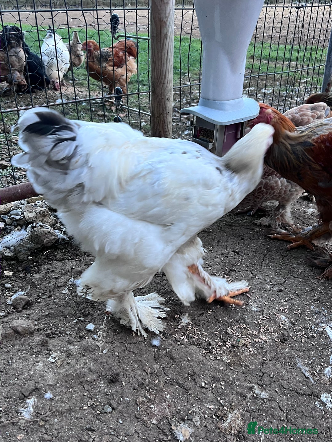 Hens poultry for sale: Rare Buff Brahma Boys-calm and stunning - Image 2