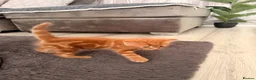Mixed Breed cats for sale: Ginger kittens - Advert 5