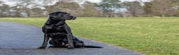 Labrador Retriever dogs for stud: Black labrador stud- FULLY HEALTH TESTED in Leyburn - Advert 1