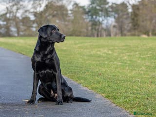 Labrador Retriever dogs Black labrador stud- FULLY HEALTH TESTED in Leyburn - Advert 3