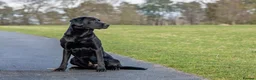 Labrador Retriever dogs for stud: Black labrador stud- FULLY HEALTH TESTED in Leyburn - Advert 1