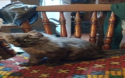 Maine Coon cats for sale: Maine coon Kitten - Image 10