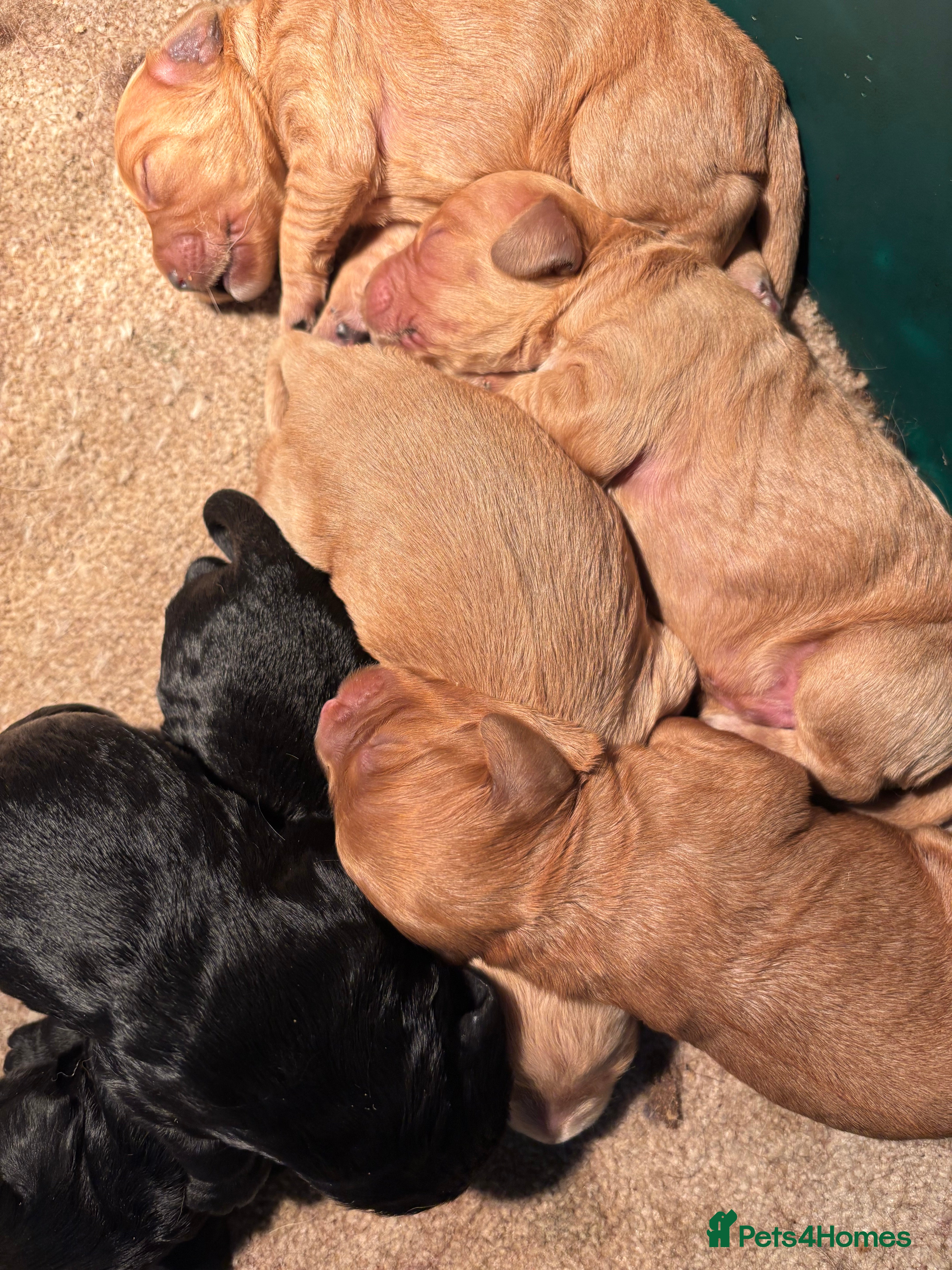 Cockapoo dogs Cockerpoo puppies - Advert 6