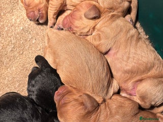 Cockapoo dogs Cockerpoo puppies - Advert 1