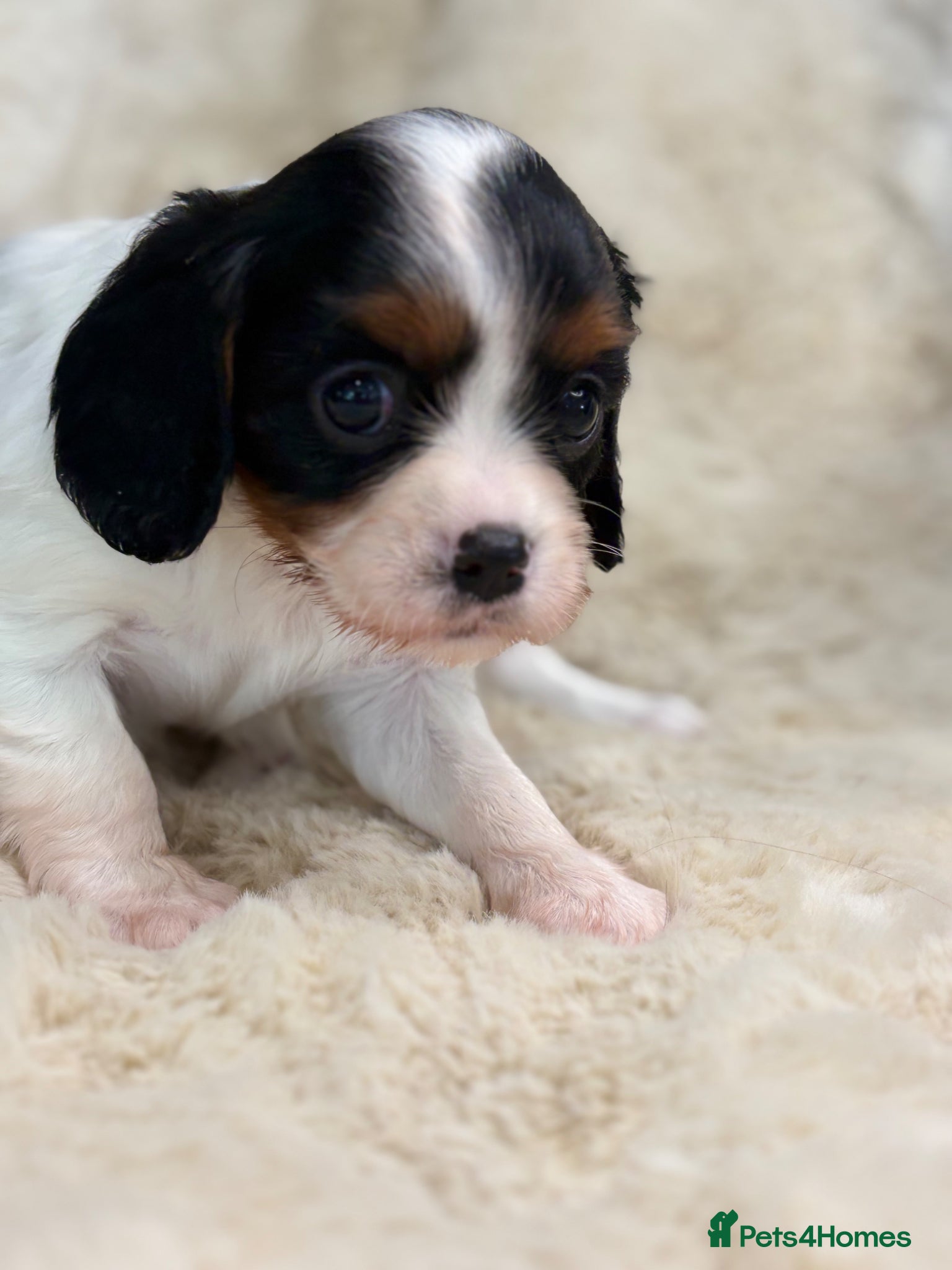 Cavalier King Charles Spaniel dogs for sale: Health tested cavalier pups  - Advert 9