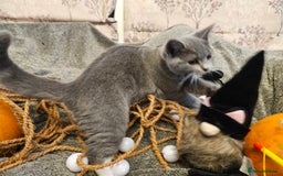 Mixed Breed cats for sale: Beautiful British Shorthair Cross  - Image 17