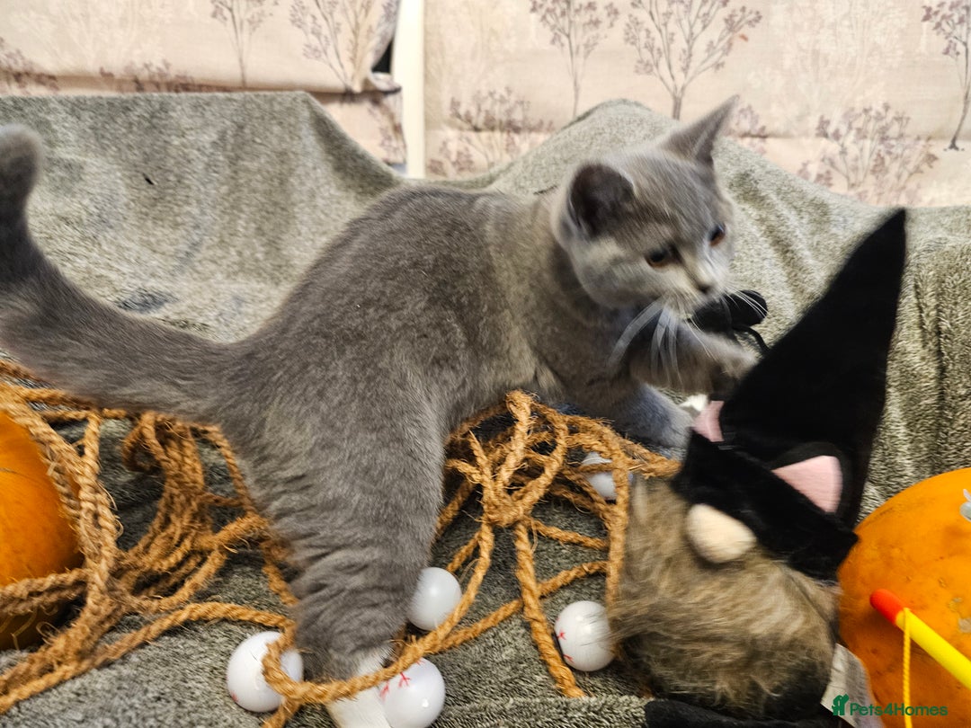 Mixed Breed cats for sale: Beautiful British Shorthair Cross  - Image 17