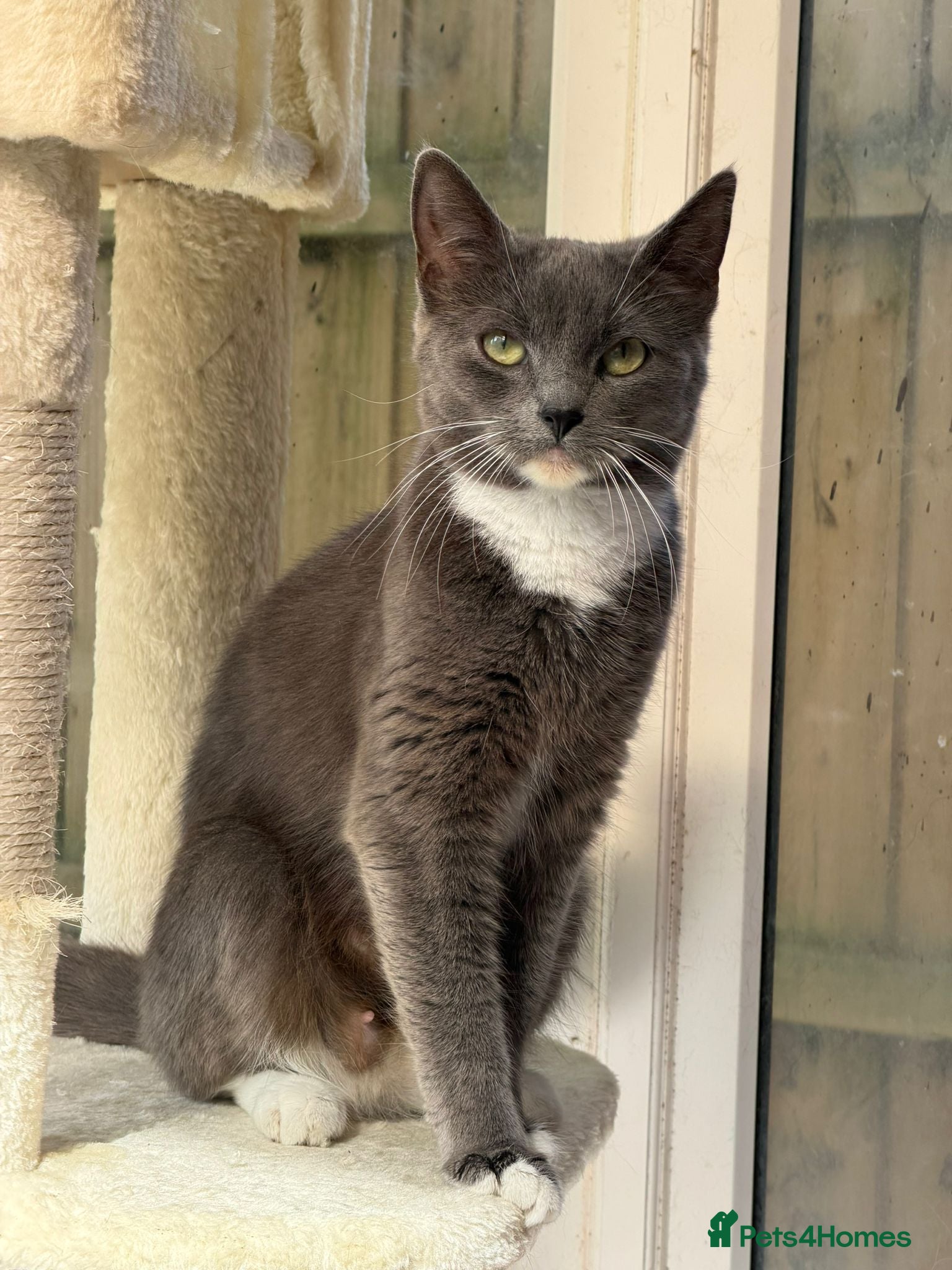 Mixed Breed cats Stunning Kittens - Advert 3