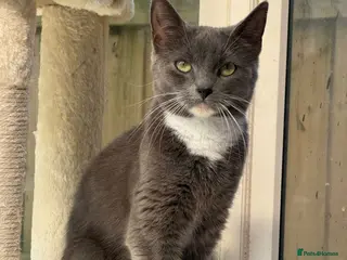 Mixed Breed cats Stunning Kittens - Advert 2