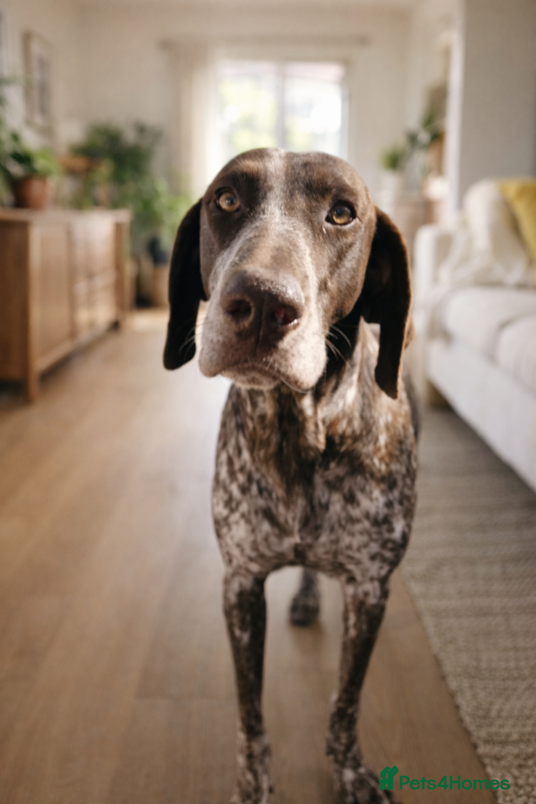 Pointer dogs for adoption: Shelby’s story has change, now it’s full of hope - Advert 2