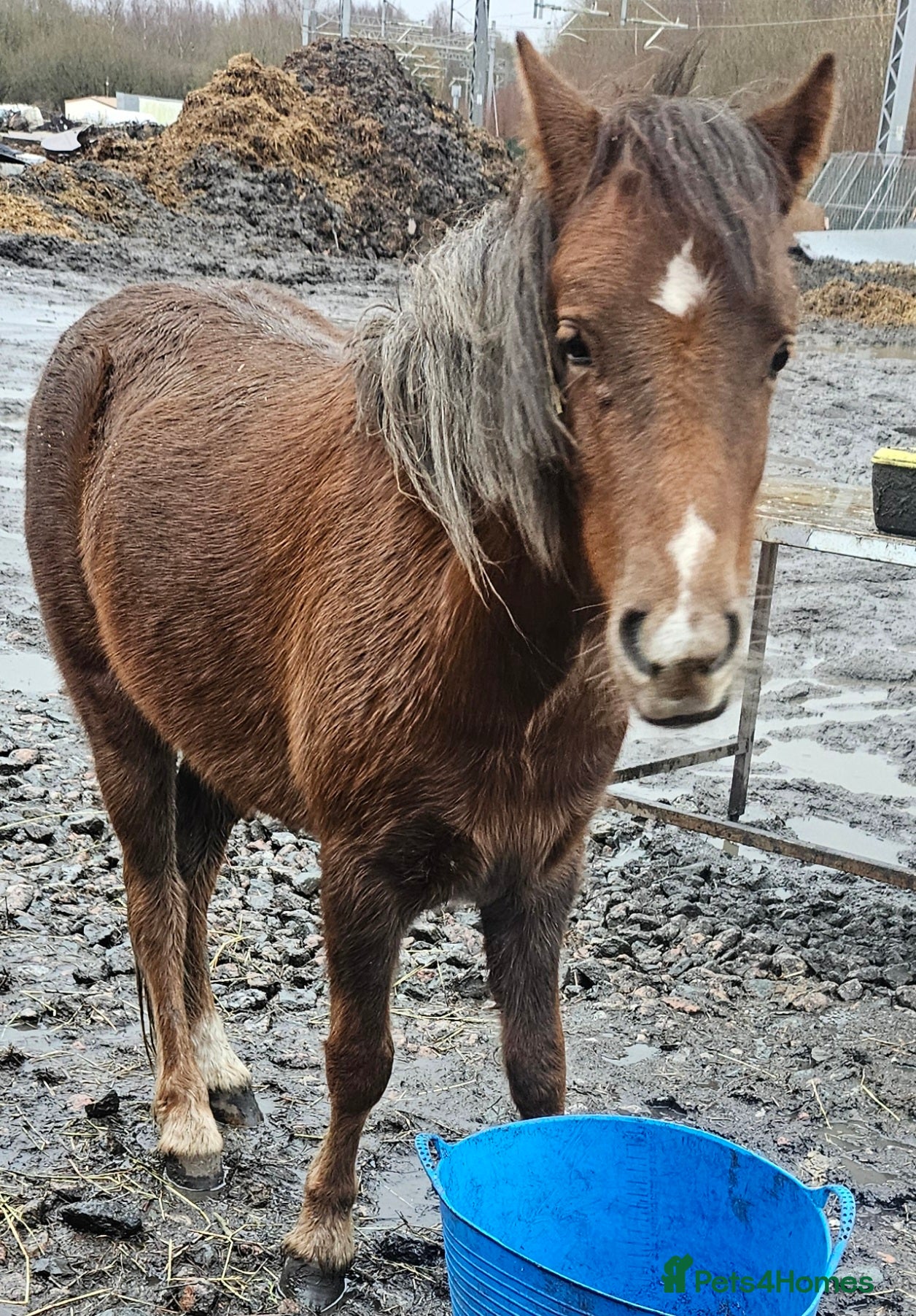 Welsh Section A horses Gelding welsh section a pony - Advert 2