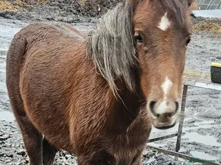 Welsh Section A horses Gelding welsh section a pony - Advert 2