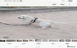Golden Retriever dogs for sale: Snow white retriever for sale - Image 2
