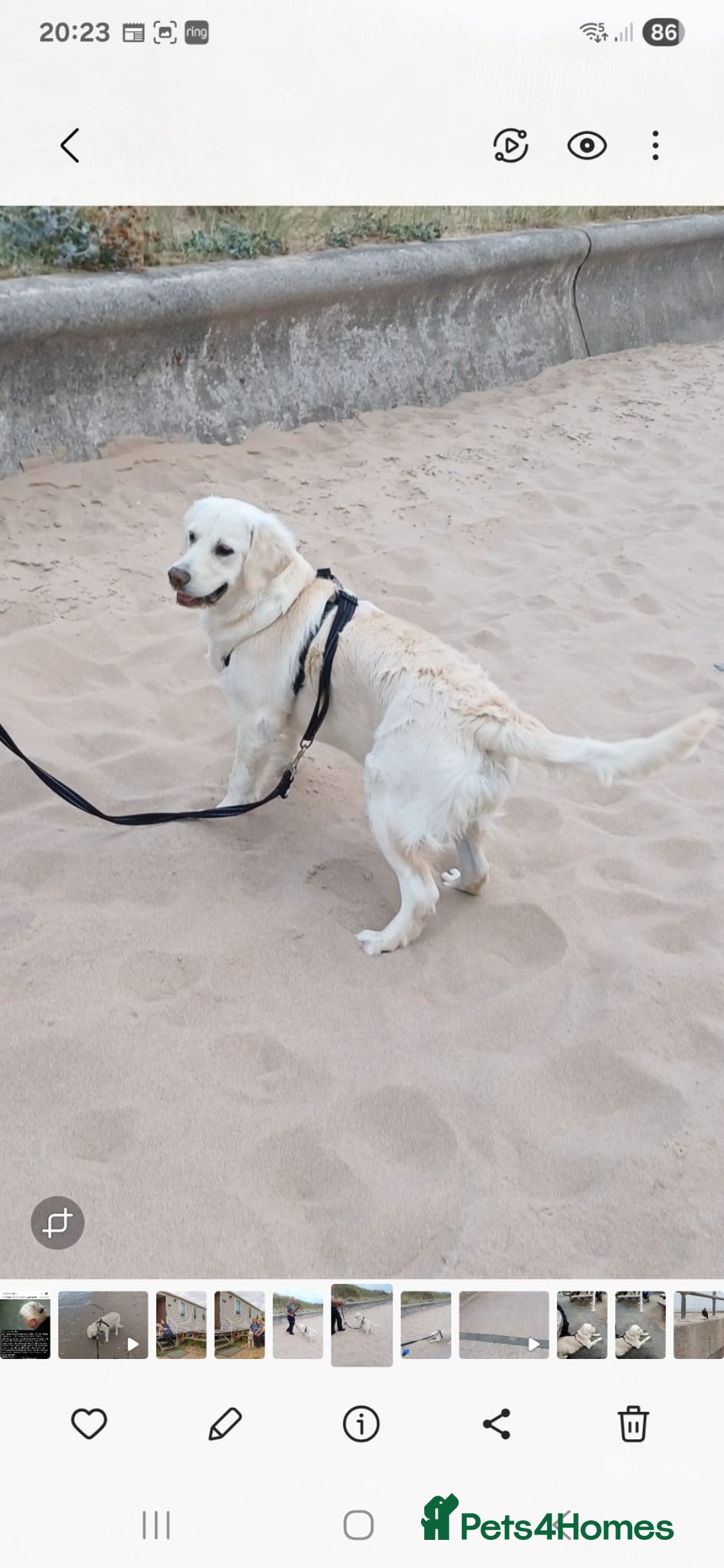 Golden Retriever dogs for sale: Snow white retriever for sale - Image 2