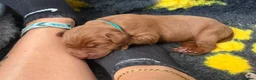 Labrador Retriever dogs for sale: 🐶 KC REGISTERED LABRADOR PUPPIES DUE SOON 🐶 - Advert 8