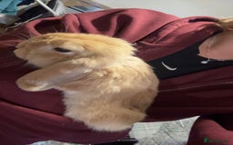Mini Lop rabbits for sale: 2 beautiful male mini lops with full setup - Image 10