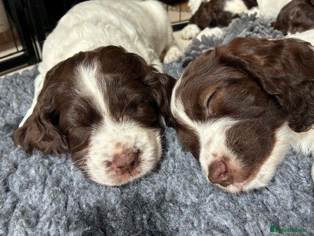 Sprocker dogs Two Sprocker Spaniel Dog Puppies For Sale - Advert 1
