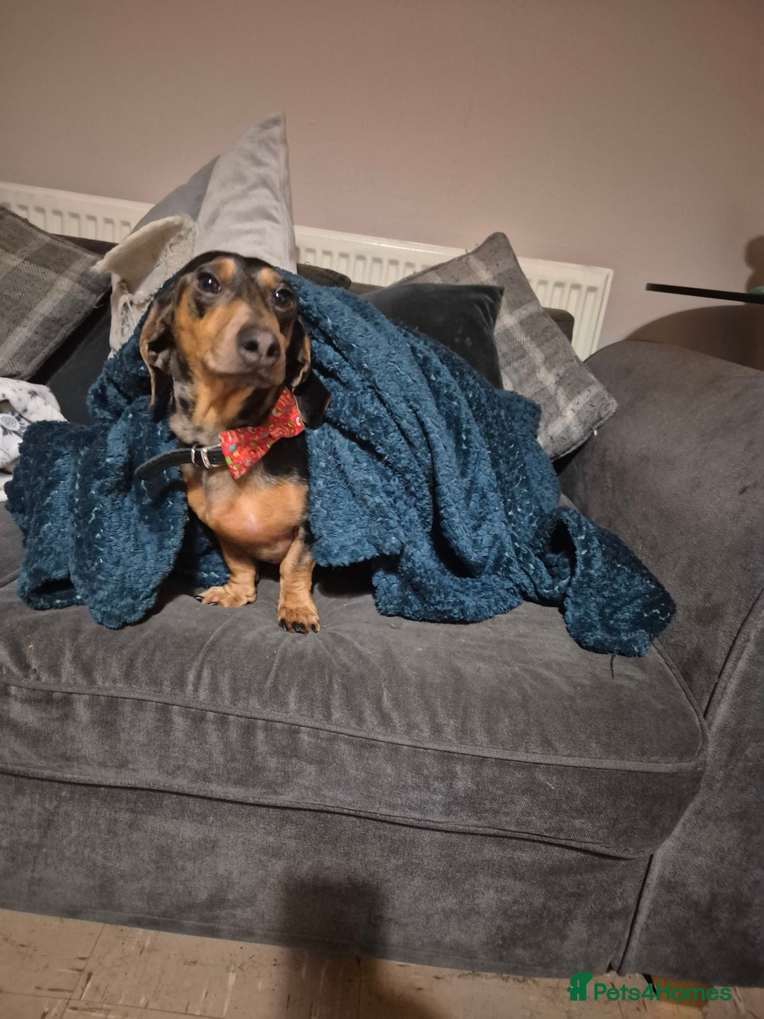 Mixed Breed dogs for sale: Dapple dachs cross frenchie - Advert 5