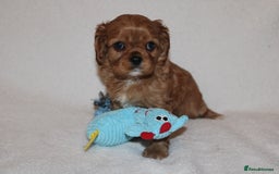 Cavalier King Charles Spaniel dogs for sale: Gorgeous Cavalier King Charles Spaniel puppies - Image 12