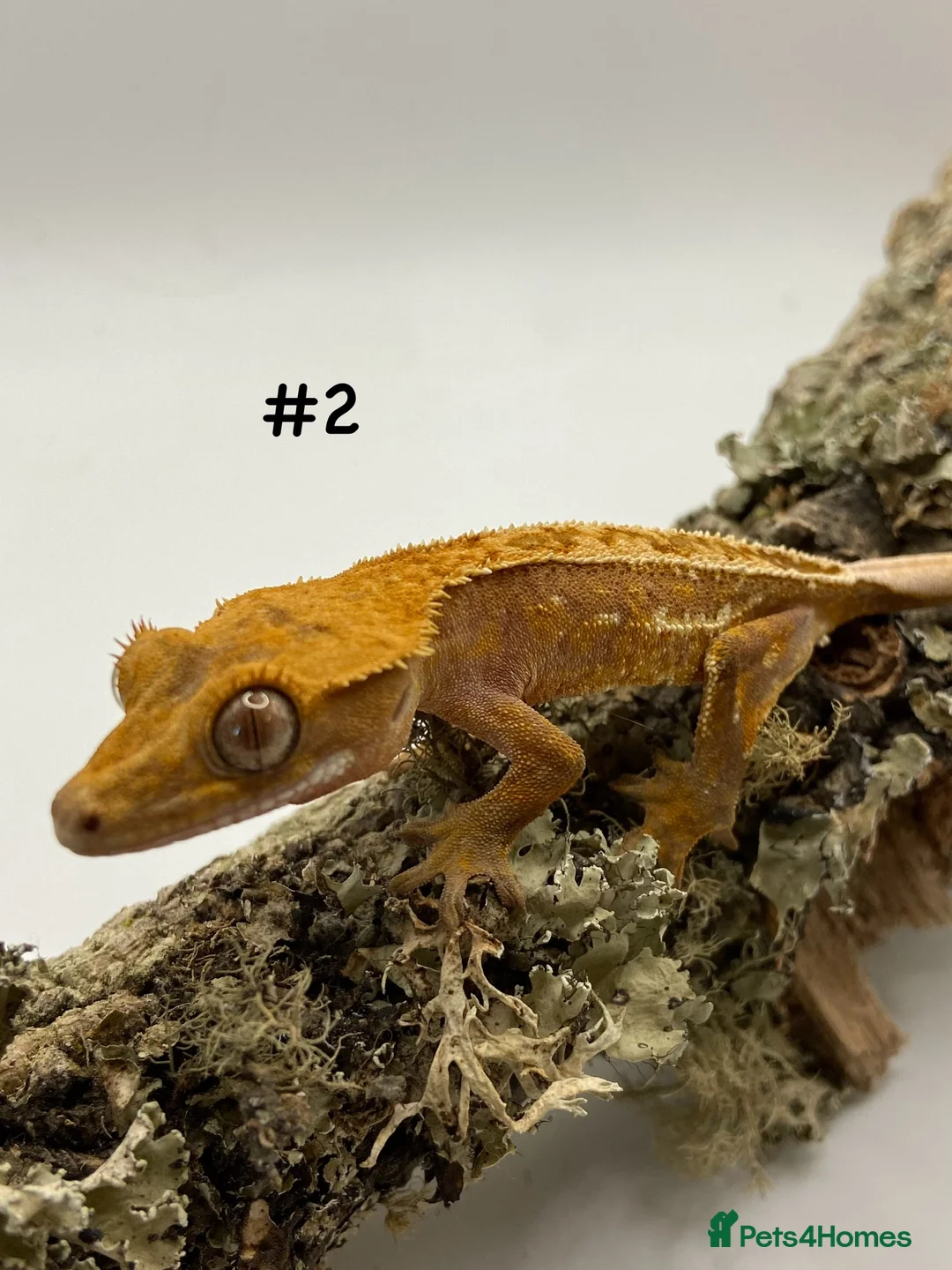 Gecko reptiles for sale: Adult and Juvenile Crested Geckos - Advert 8
