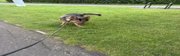 German Shepherd dogs for sale: German Shepard for Rehome in Chelmsford - Advert 5