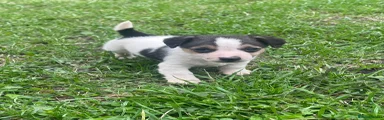 Jack Russell 2